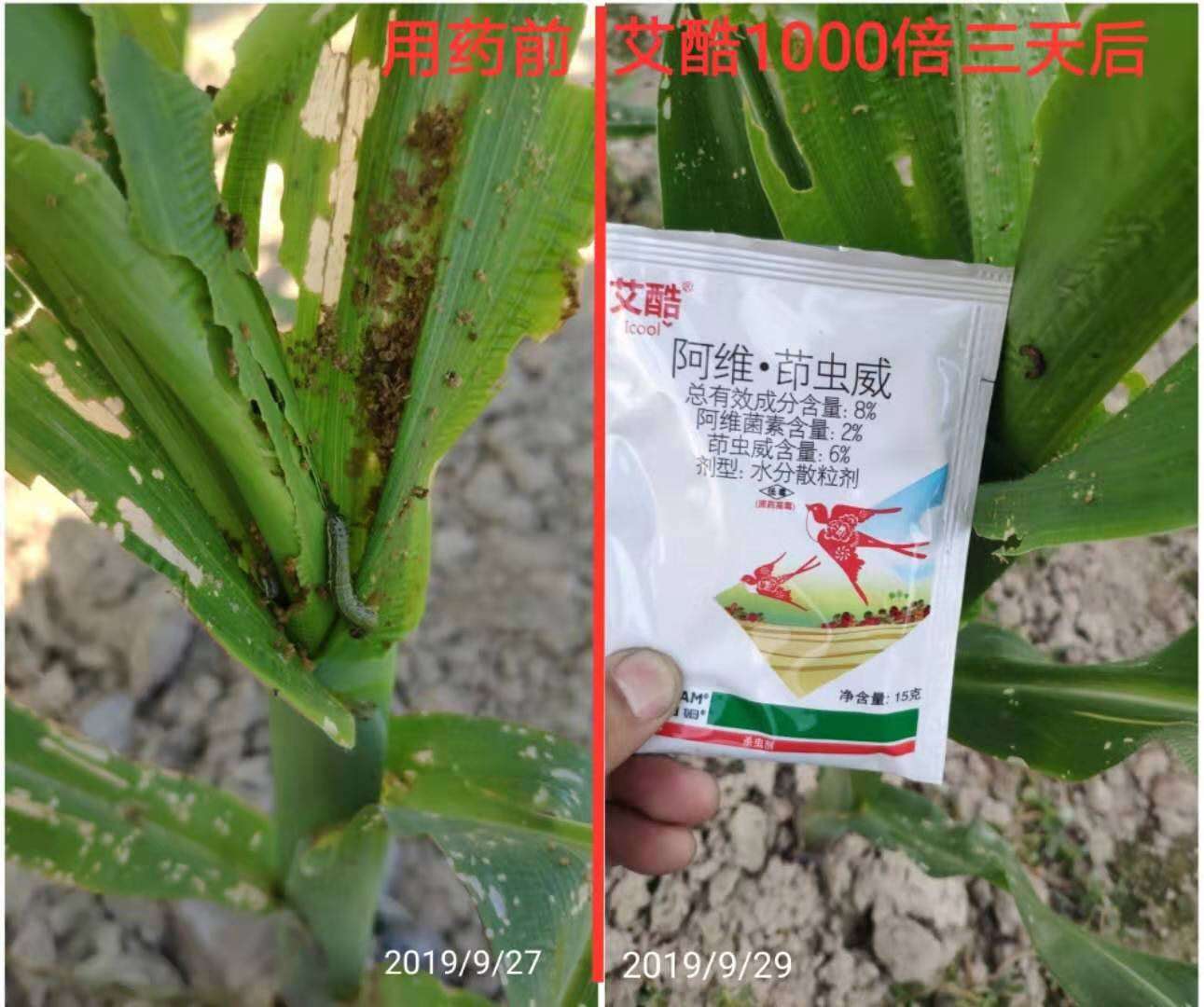 集團(tuán)公司積極做好防治草地貪夜蛾工作