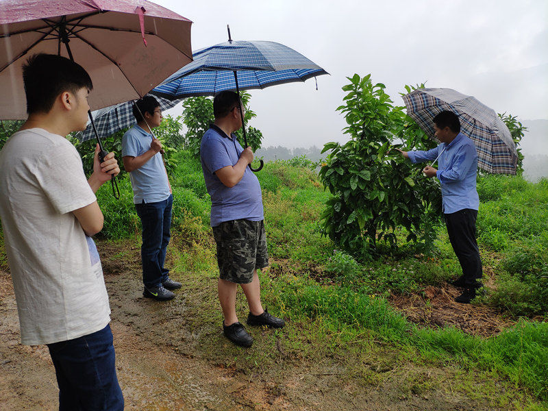 省福農(nóng)莊稼醫(yī)院赴閩清蜜柚基地 開展農(nóng)資科技服務