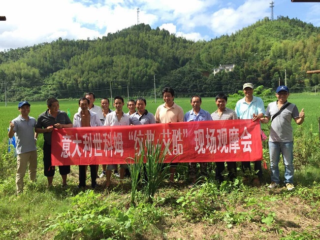 農(nóng)化部舉辦“世科姆經(jīng)濟(jì)之稻現(xiàn)場(chǎng)觀摩暨技術(shù)交流會(huì)”