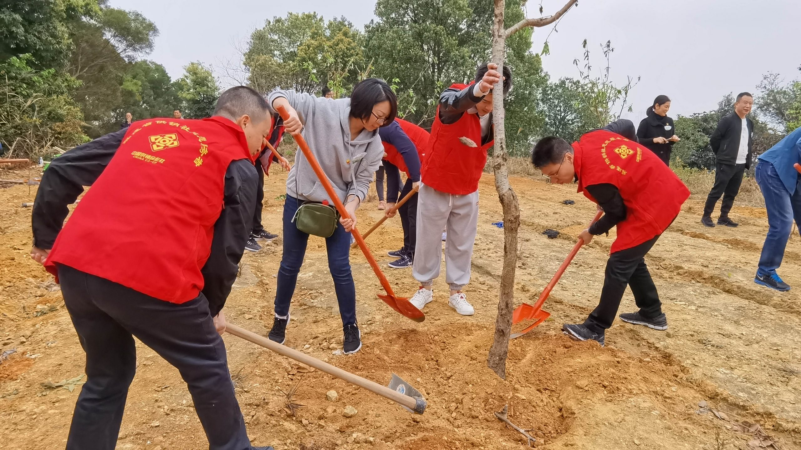 種下綠色  共享藍(lán)天-集團(tuán)公司攜手中信銀行開展義務(wù)植樹共建活動