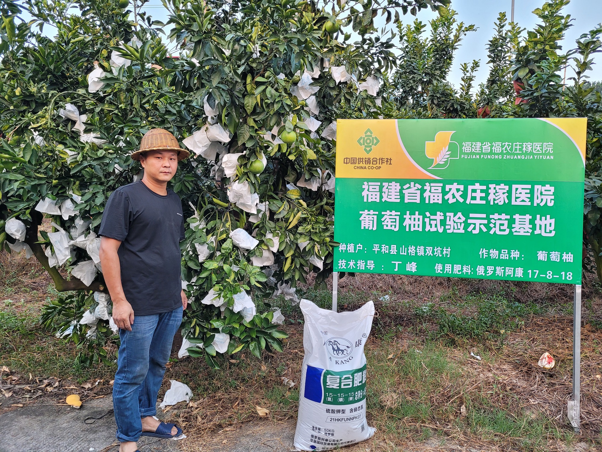 平和葡萄柚用阿康  提質(zhì)增收促豐收