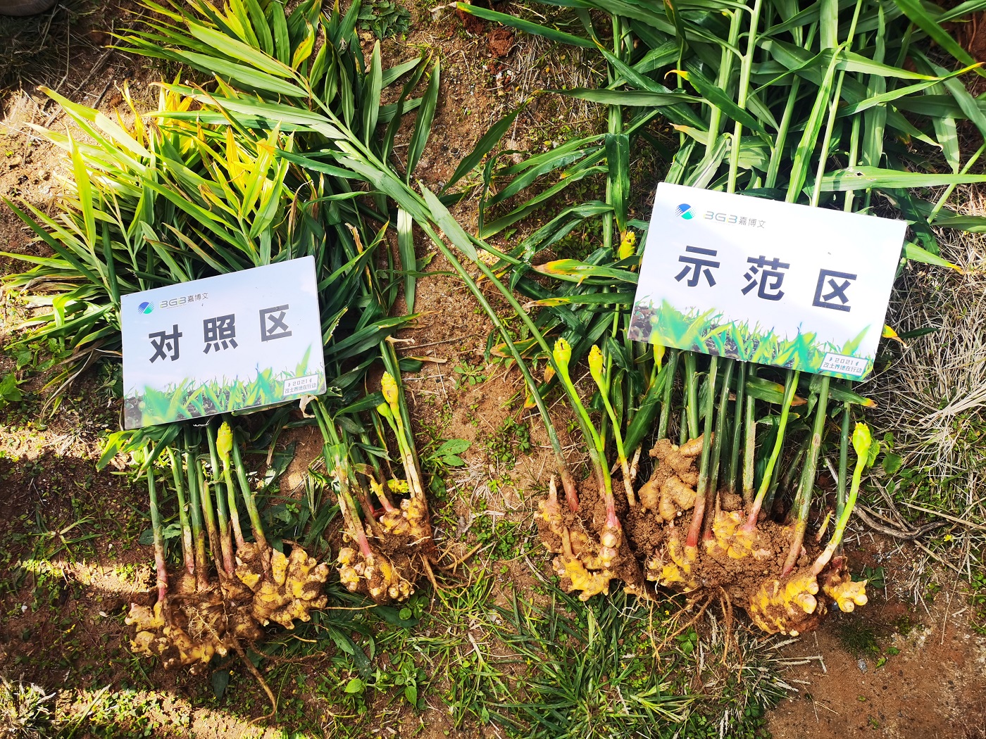 集團(tuán)公司在泉州德化舉辦改土養(yǎng)地示范基地觀摩會(huì)